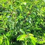 PRUNUS LUSITANICA TICO