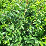 PRUNUS LUSITANICA TICO (2)