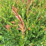 SALIX HAKURO NISHIKI (4)