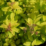 SPIRAEA GOLDEN PRINCESS W
