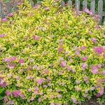 SPIRAEA GOLDEN PRINCESS 2 W