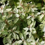 SPIRAEA PINK ICE W