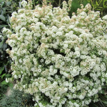 SPIRAEA PINK ICE 3 W