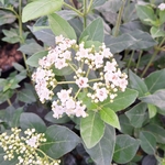 VIBURNUM TINUS (3)
