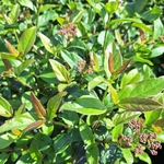 VIBURNUM TINUS PURPUREUM (2)