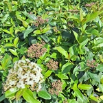 VIBURNUM TINUS PURPUREUM