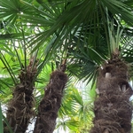 CHAMAEROPS EXCELSA (3)