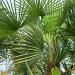 CHAMAEROPS EXCELSA