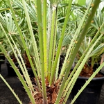 CHAMAEROPS HUMILIS (3)