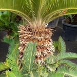CYCAS REVOLUTA (2)