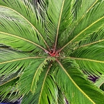 CYCAS REVOLUTA (3)