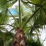 WASHINGTONIA ROBUSTA (4)