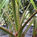WASHINGTONIA ROBUSTA (2)