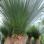 YUCCA ROSTRATA (2)
