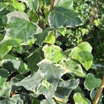 HEDERA GLOIRE DE MARENGO (2)