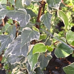 HEDERA GLOIRE DE MARENGO