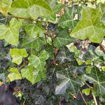 HEDERA HIBERNICA (2)