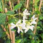 TRACHELOSPERMUM JASMINOIDES