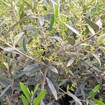 OLEA FRANGIVENTO (3)