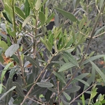 OLEA FRANGIVENTO