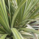 CORDYLINE AUSTRALIS (3)-min
