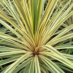 CORDYLINE TORBAY DAZZLER (2)-min