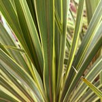 CORDYLINE TORBAY DAZZLER (4)-min