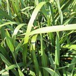 PHORMUM TENAX (2)-min