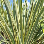 PHORMIUM VARIEGATA (2)-min