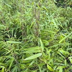 FARGESIA RUFA-min (2)