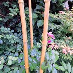 PHYLLOSTACHYS AUREOSULCATA (2)-min