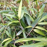 PSEUDOSASA JAPONICA-min