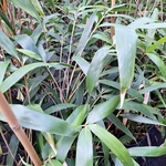 PSEUDOSASA JAPONICA (2)-min
