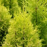 CUPRESSUS-GOLDCREST-W-min