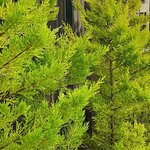 CUPRESSUS-GOLDCREST-3-W-min