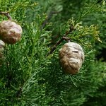 CUPRESSUS TOTEM W-min