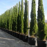 CUPRESSUS TOTEM 3 W-min