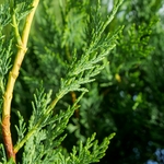 CUPRESSOCYPARIS LEYLANDII W-min
