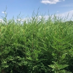 CUPRESSOCYPARIS LEYLANDII 2 W-min