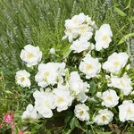 DECOROSIER OPALIA 3-min