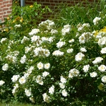 DECOROSIER OPALIA 2-min