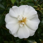 DECOROSIER OPALIA-min