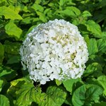 HYDRANGEA ARB ANNABELLE (2)-min