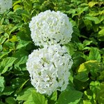 HYDRANGEA ARB ANNABELLE (3)-min