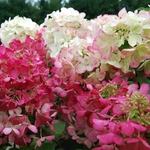 HYDRANGEA DIAMANT ROUGE 2 W-min