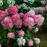 HYDRANGEA DIAMANT ROUGE W-min