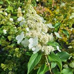 HYDRANGEA PAN KYUSHU (2)-min