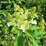 HYDRANGEA PAN KYUSHU-min