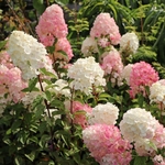 HYDRANGEA SUNDAE FRAISE W 3-min
