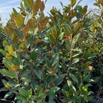 MAGNOLIA GALISSONIENSIS W-min